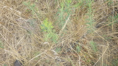 Euphorbia seguieriana