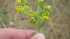 Euphorbia seguieriana
