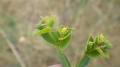 Euphorbia seguieriana
