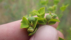 Euphorbia seguieriana