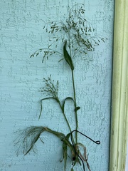 Panicum miliaceum