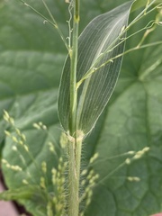 Panicum miliaceum