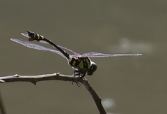 Ictinogomphus rapax