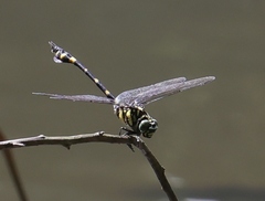 Ictinogomphus rapax