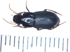 Harpalus latus