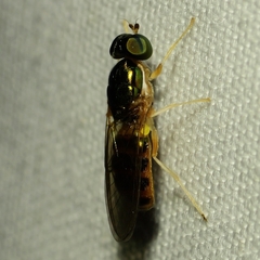 Cephalochrysa canadensis