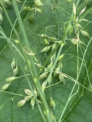 Panicum miliaceum