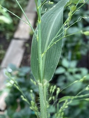 Panicum miliaceum
