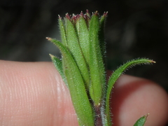 Stylidium pycnostachyum