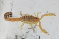 Parabuthus laevifrons