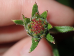 Stylidium pycnostachyum