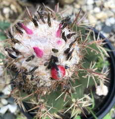 Melocactus