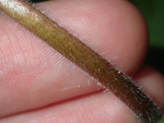 Stylidium pycnostachyum