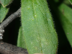 Stylidium pycnostachyum