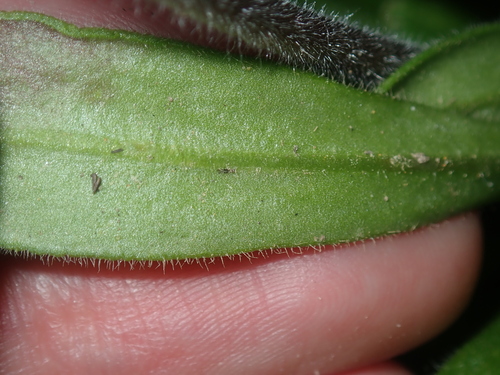 Image of Stylidium pycnostachyum by (c) Thomas Mesaglio, some rights reserved (CC BY)