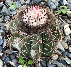 Melocactus