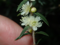Hypocalymma