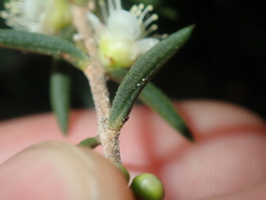 Hypocalymma