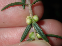 Hypocalymma