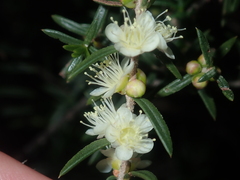 Hypocalymma