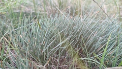 Ephedra monosperma
