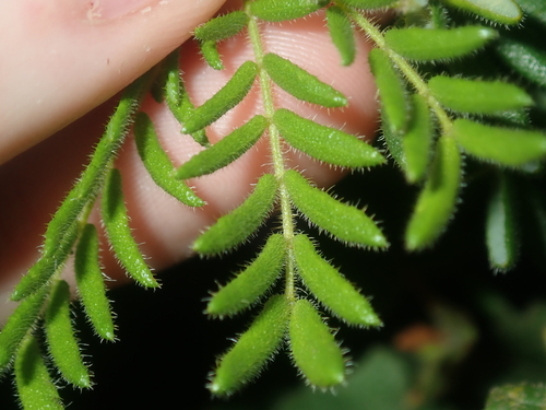Image of Acacia lasiocarpa by (c) Thomas Mesaglio, some rights reserved (CC BY)