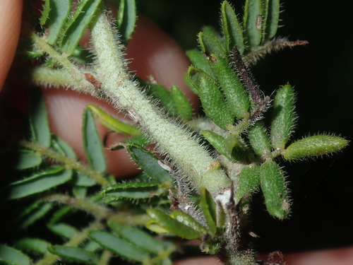 Image of Acacia lasiocarpa by (c) Thomas Mesaglio, some rights reserved (CC BY)
