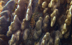 Epinephelus merra