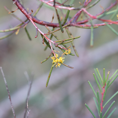 Hakea nodosa