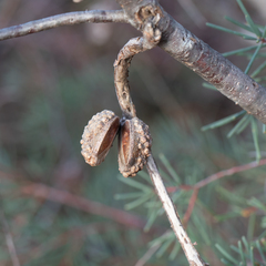 Hakea nodosa