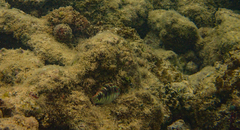 Halichoeres margaritaceus