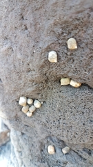 Tectarius striatus