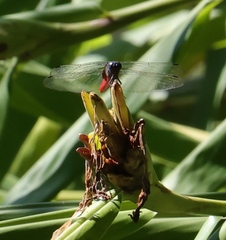 Orthetrum pruinosum neglectum