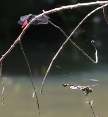 Orthetrum pruinosum neglectum