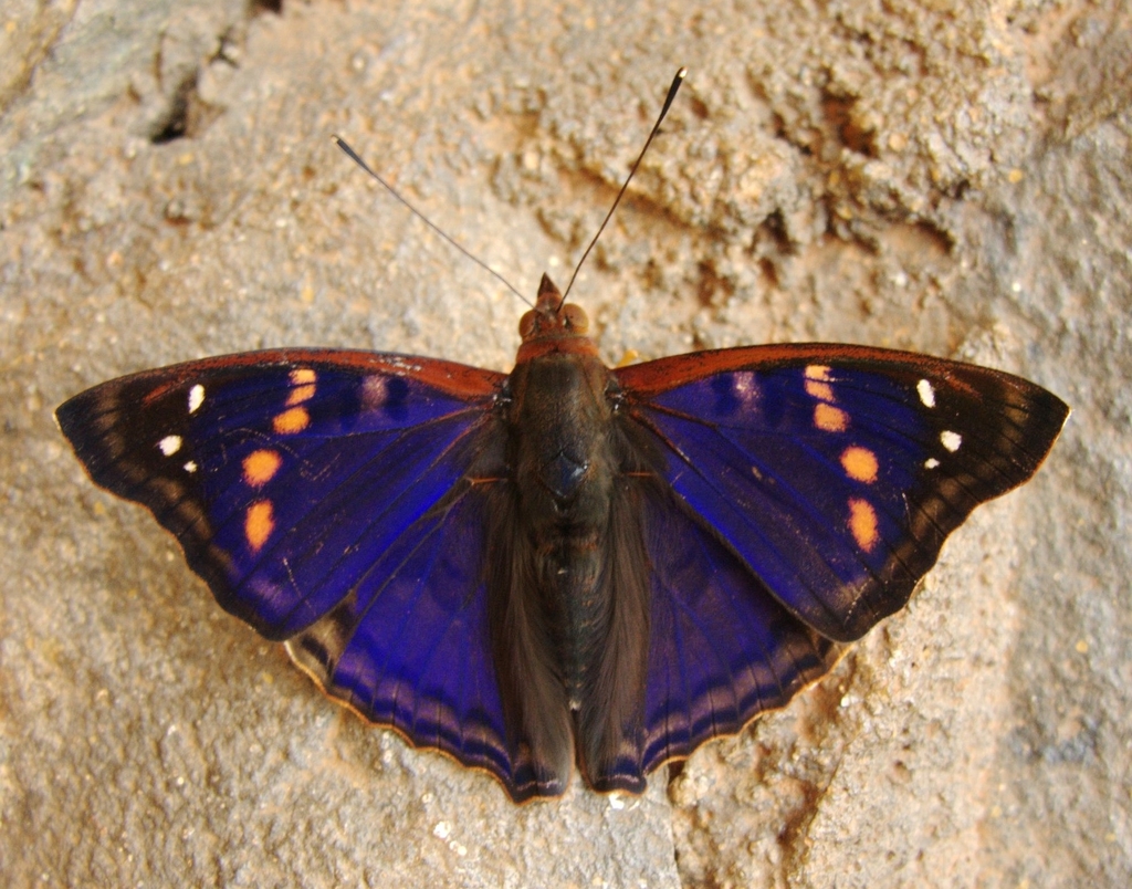 Agathina Emperor