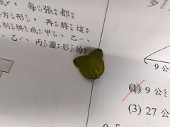 Ricania sublimata