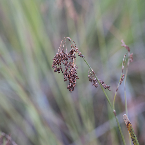 Apodasmia brownii (Apodasmia brownii)