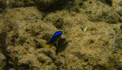 Chrysiptera leucopoma