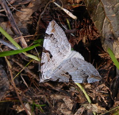 Aplocera praeformata