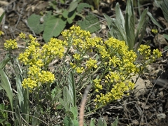 Alyssum desertorum