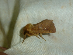 Pharmacis aemilianus