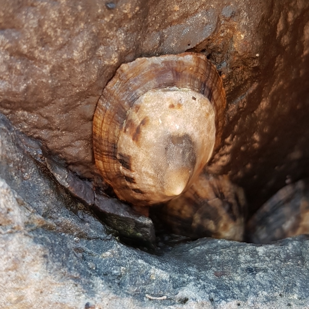 Patella gomesii