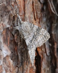 Catocala semirelicta