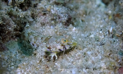 Synchiropus rosulentus