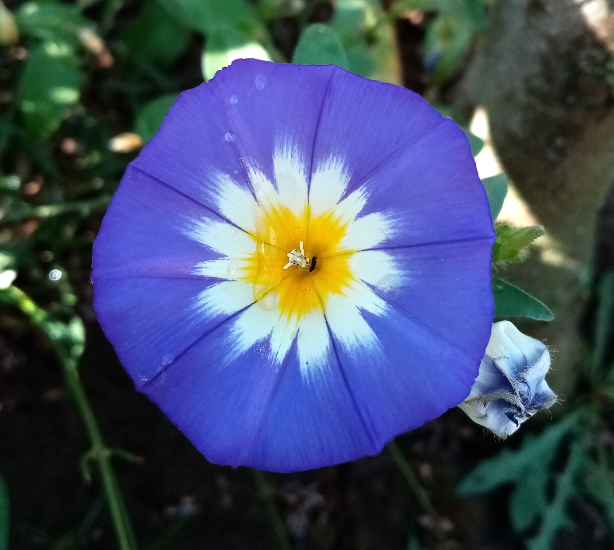 Convolvulus tricolor