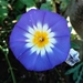 Dwarf Morning-Glory - Photo (c) heiko_ernst, some rights reserved (CC BY-NC), uploaded by heiko_ernst