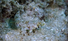 Synchiropus rosulentus