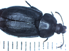 Silpha tyrolensis