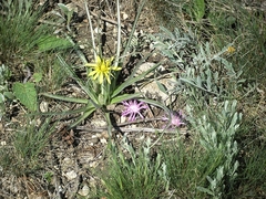 Pseudopodospermum molle