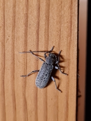 Trichoferus holosericeus